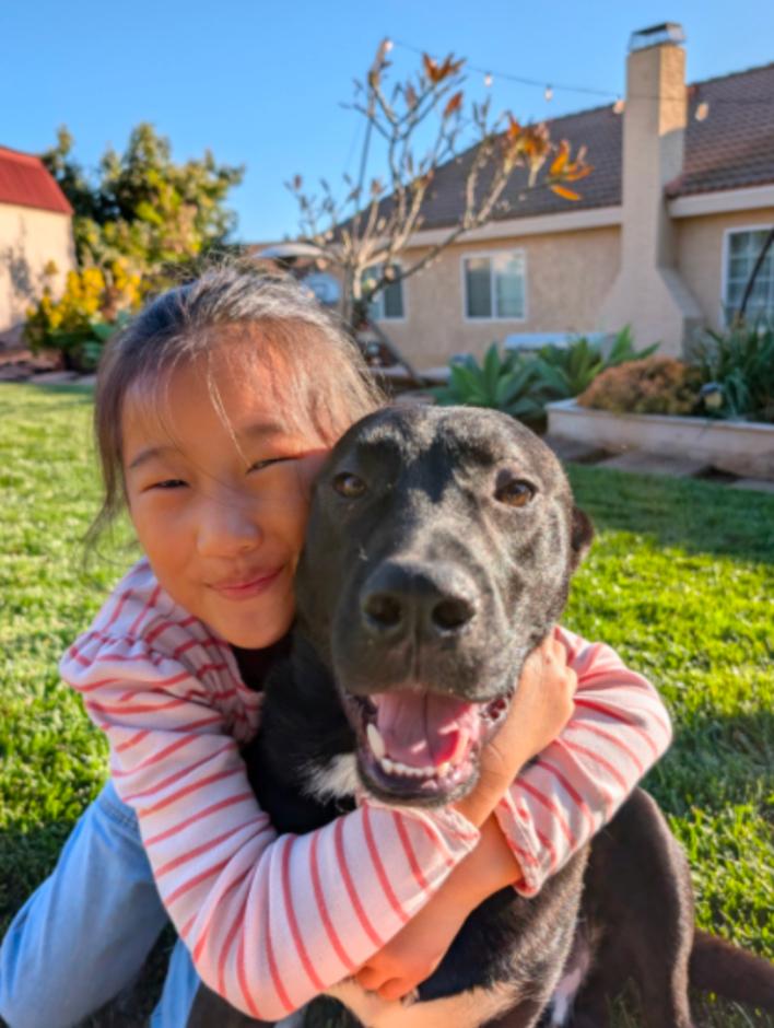 Enlarge Bailey, an adopted Pit Bull Terrier in Los Angeles, CA image 3/4
