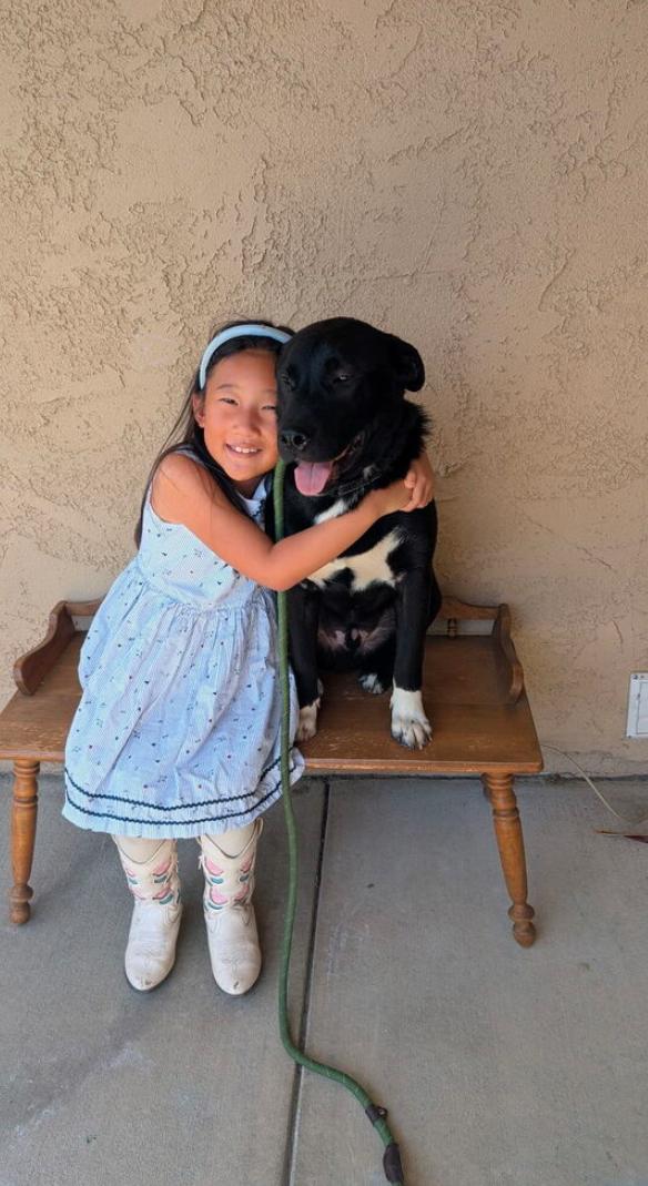 Enlarge Bailey, an adopted Pit Bull Terrier in Los Angeles, CA image 1/4