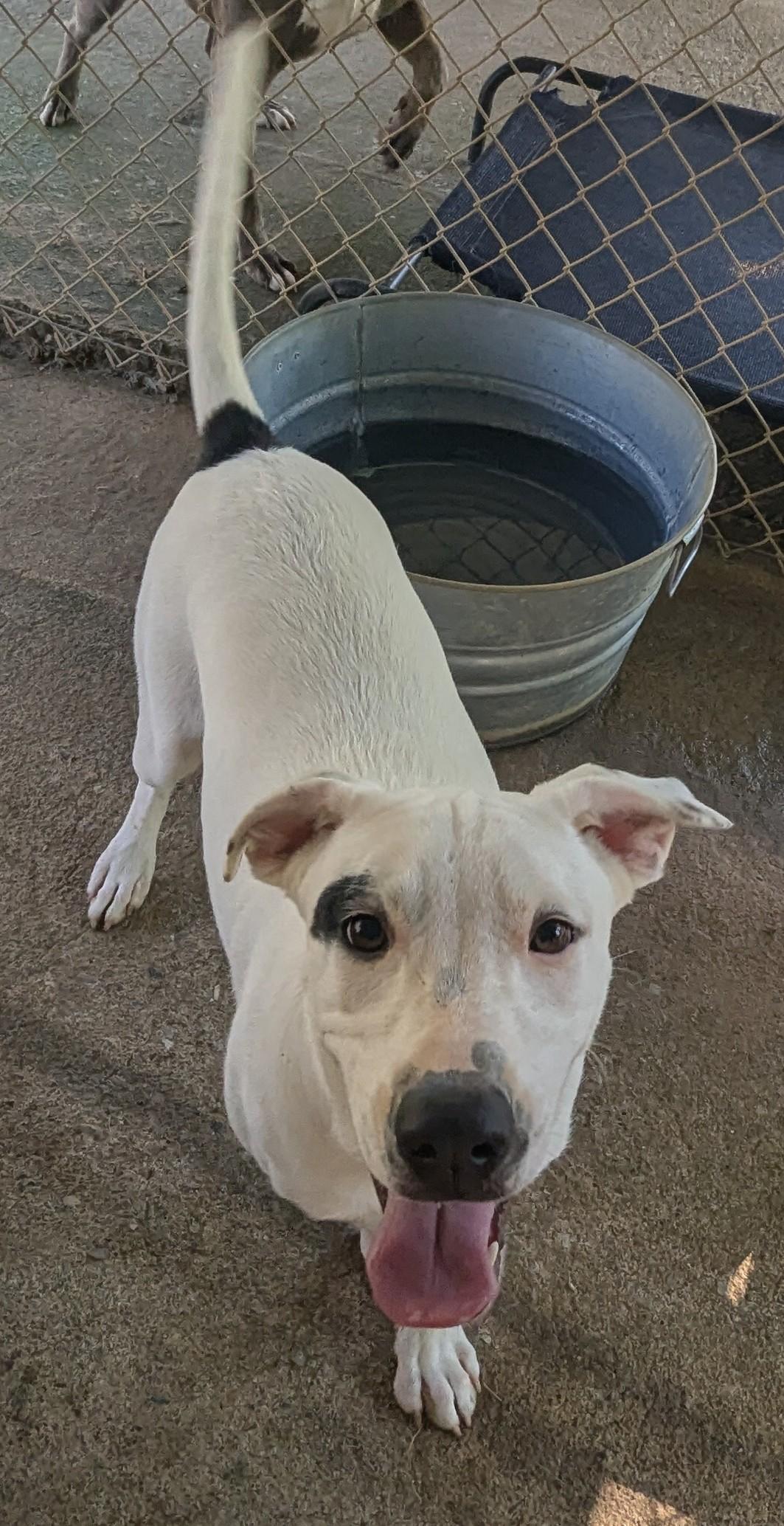 SAFFRON, a Adoptable Mixed Breed in Talbott, TN image 5/5