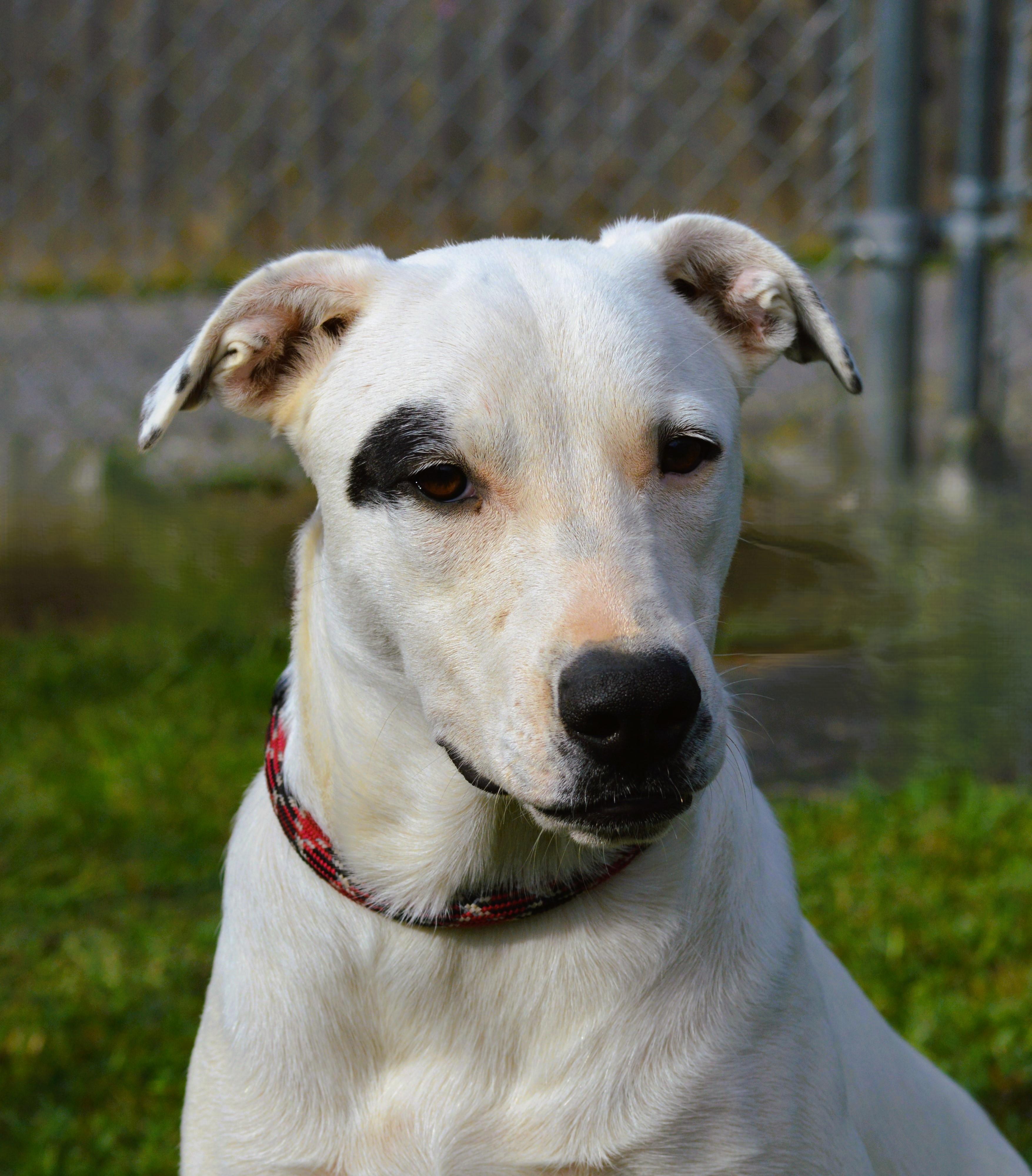 SAFFRON, a Adoptable Mixed Breed in Talbott, TN image 4/5