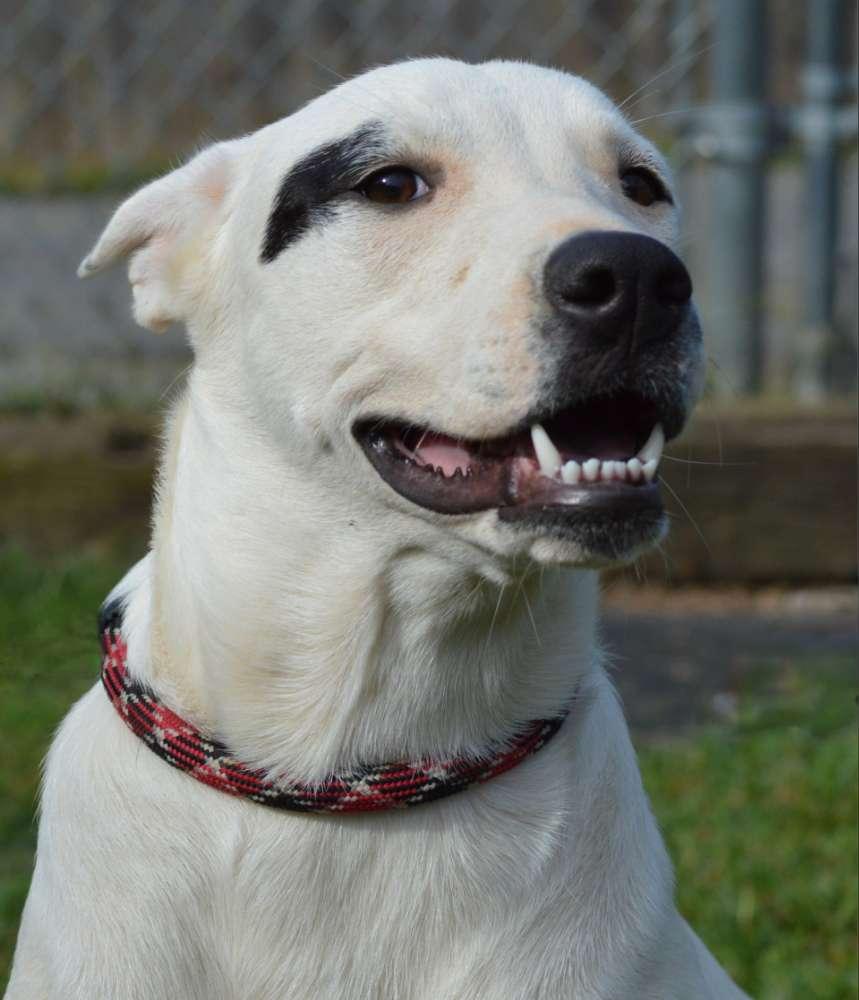 SAFFRON, a Adoptable Mixed Breed in Talbott, TN image 1/5