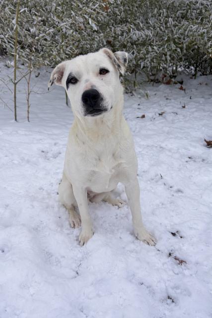 Enlarge SAFFRON, a Adoptable Mixed Breed in Talbott, TN image 1/6