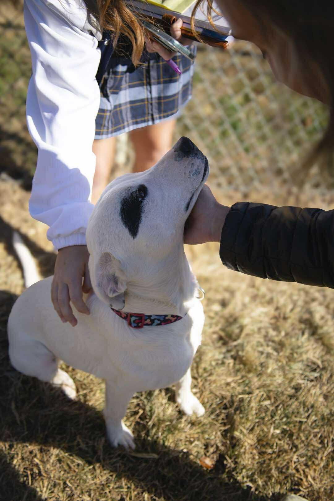 SAFFRON, a Adoptable Mixed Breed in Talbott, TN image 2/5