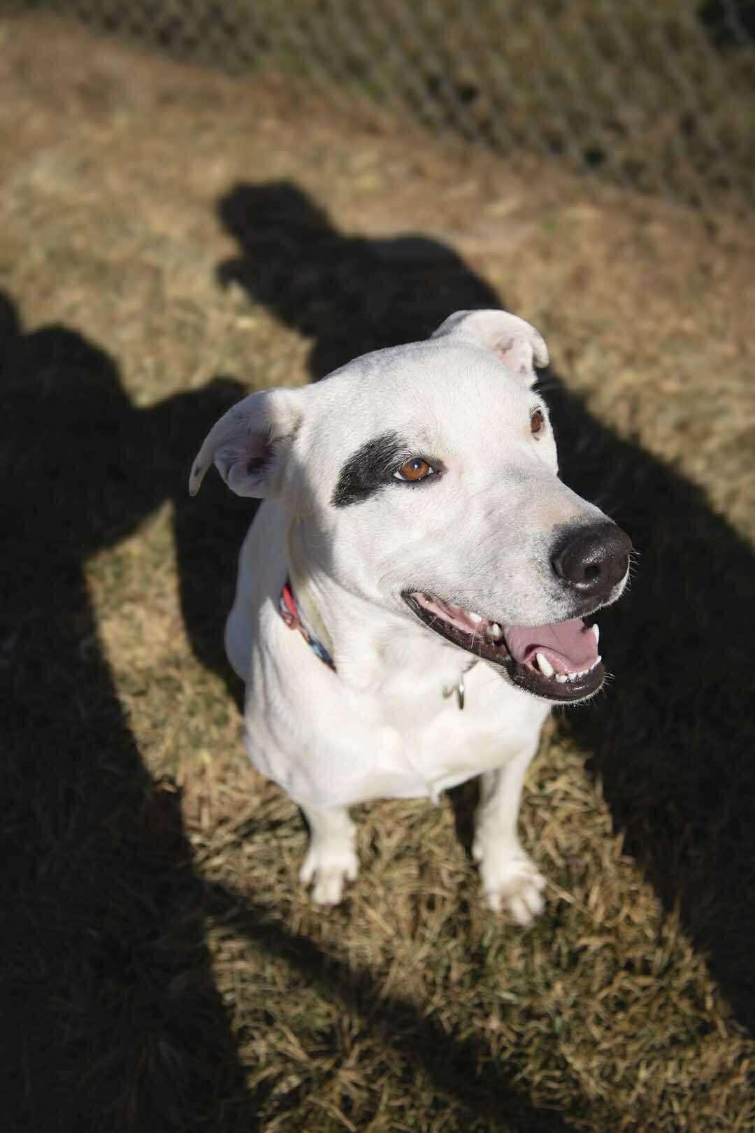 SAFFRON, a Adoptable Mixed Breed in Talbott, TN image 3/5