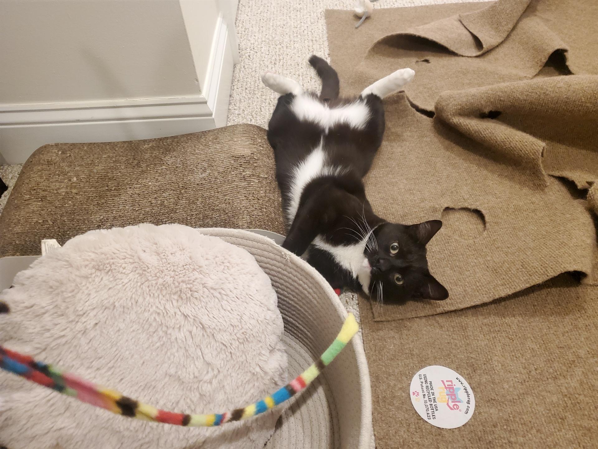 Enlarge Zoro, an adoption pending Domestic Short Hair in Beltsville, MD image 1/6