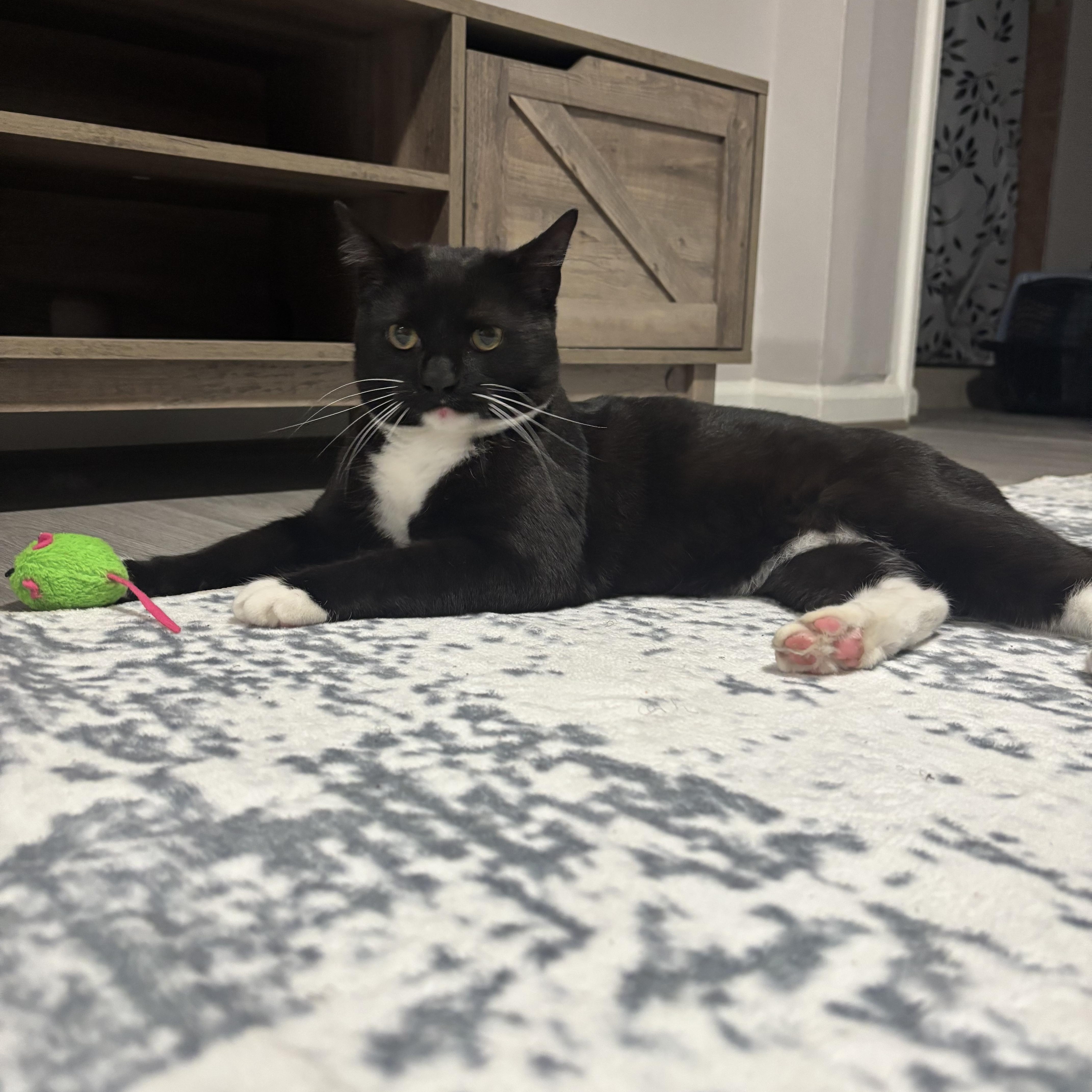 Enlarge Zoro, an adoption pending Domestic Short Hair in Beltsville, MD image 5/6