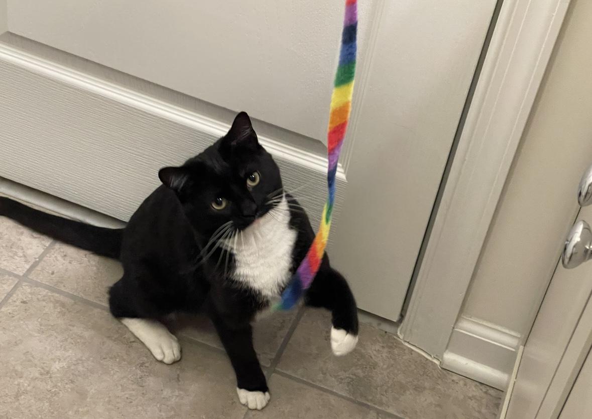 Enlarge Zoro, an adoption pending Domestic Short Hair in Beltsville, MD image 6/6