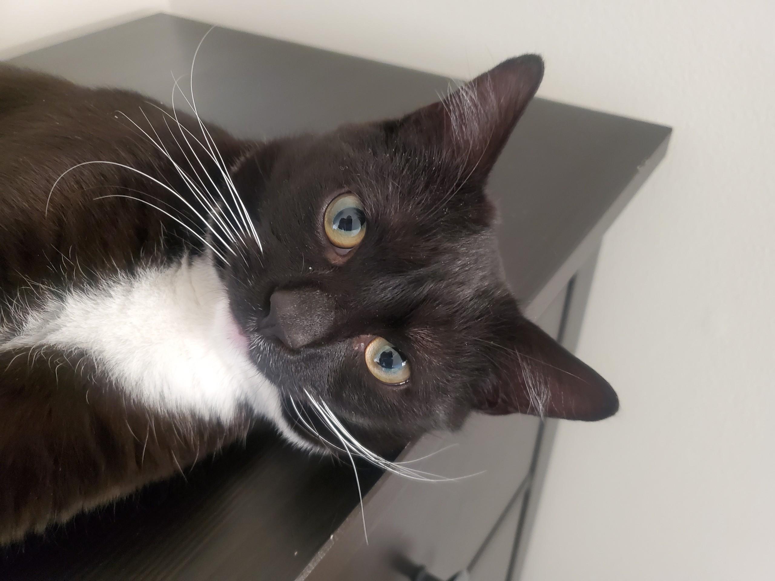 Enlarge Zoro, an adoption pending Domestic Short Hair in Beltsville, MD image 2/6