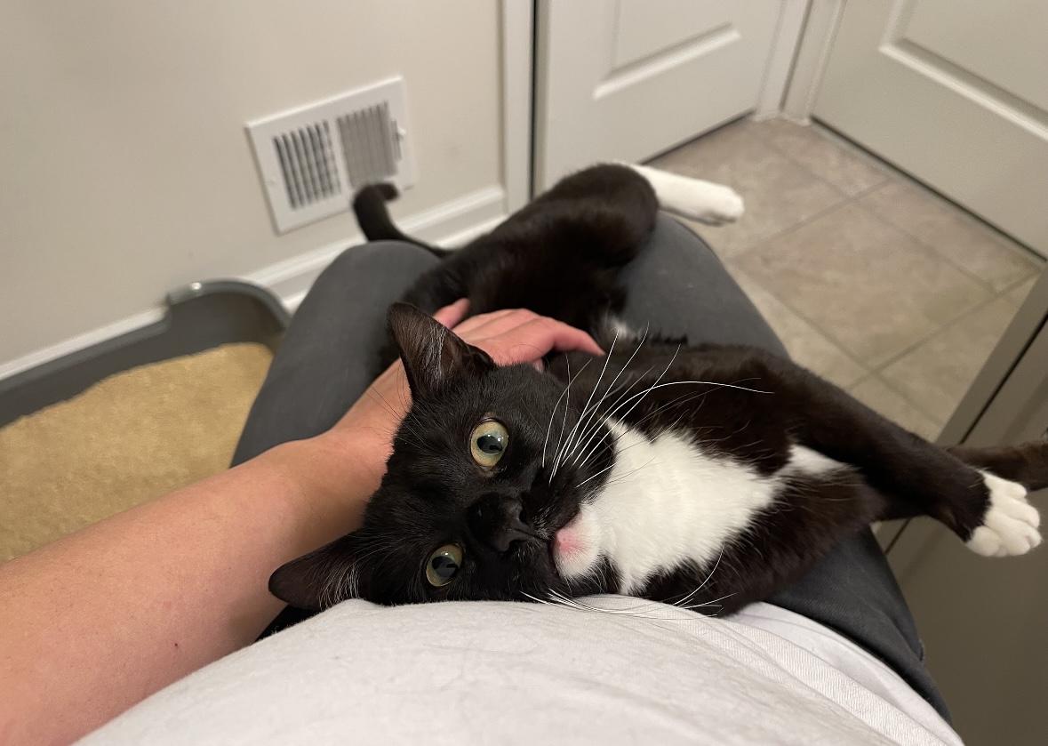 Enlarge Zoro, an adoption pending Domestic Short Hair in Beltsville, MD image 3/6