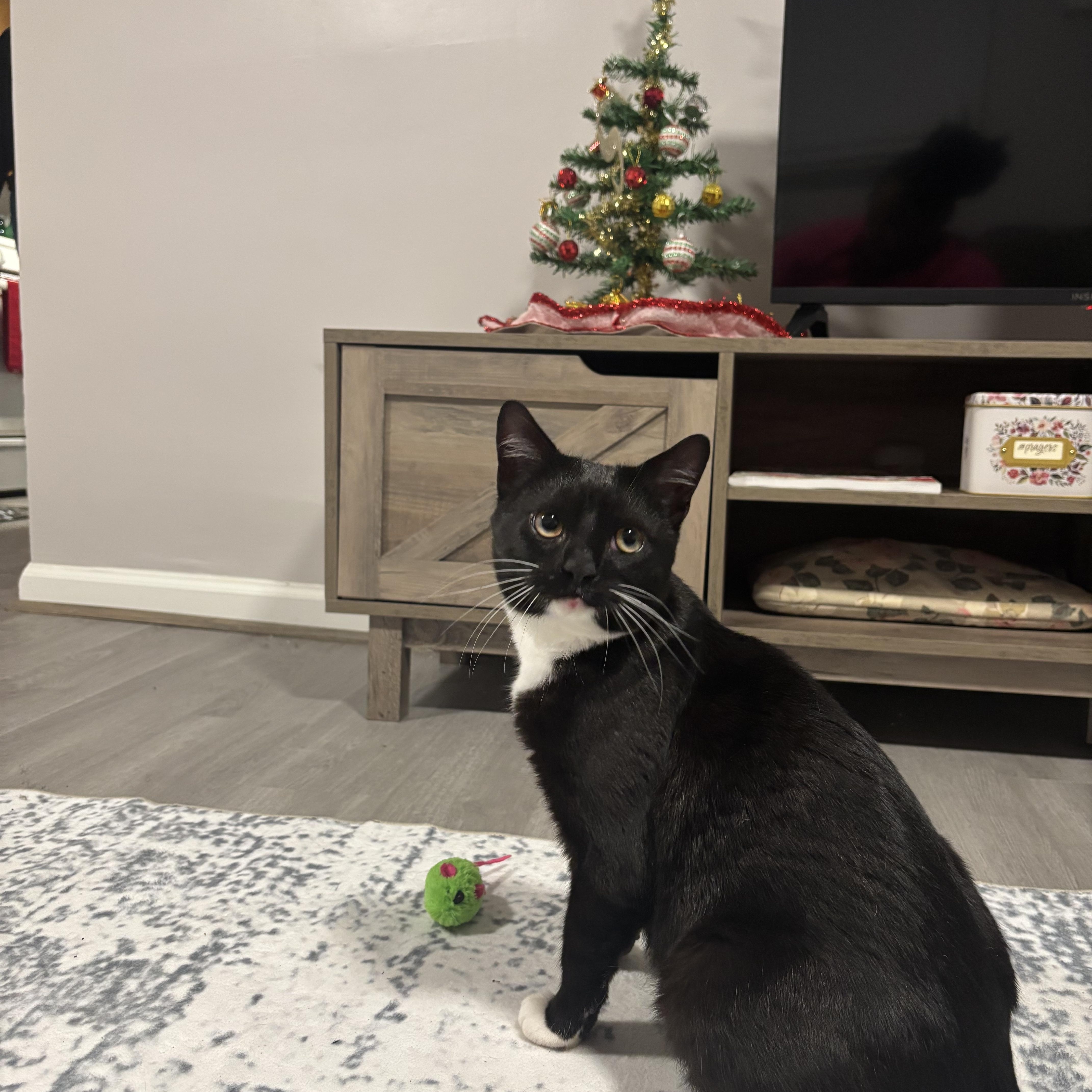 Enlarge Zoro, an adoption pending Domestic Short Hair in Beltsville, MD image 4/6