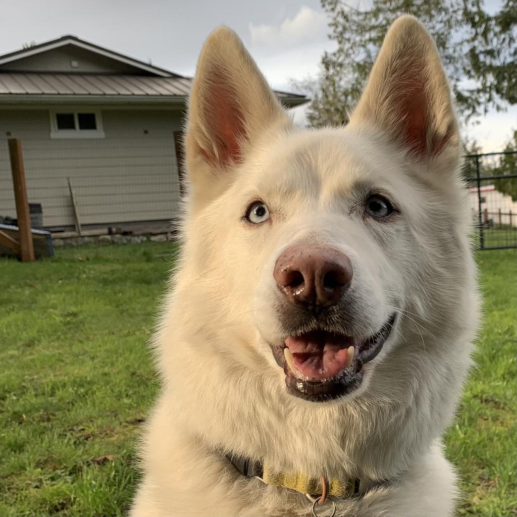 Snow, Adopted, Senior Female Husky & Shepherd.