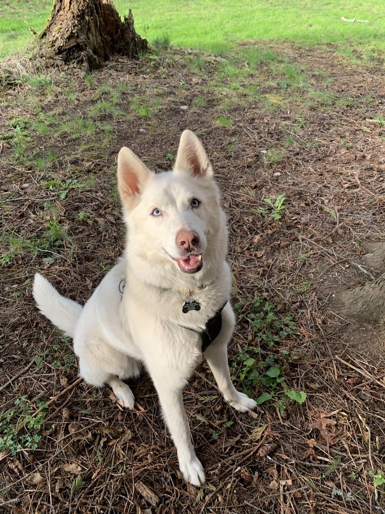 Enlarge Snow, a Adopted mixed breed in Eastsound, WA image 2/6
