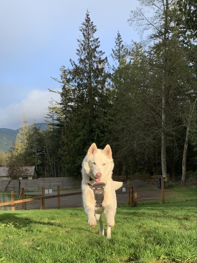Enlarge Snow, a Adopted mixed breed in Eastsound, WA image 3/6