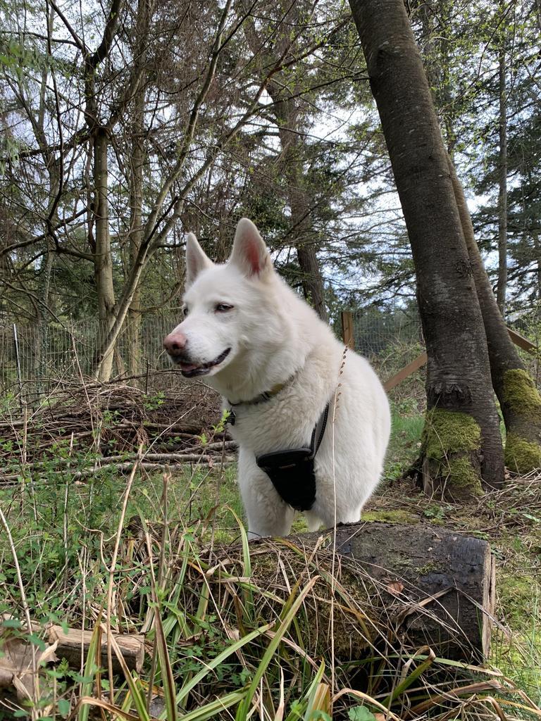 Enlarge Snow, a Adopted mixed breed in Eastsound, WA image 4/6