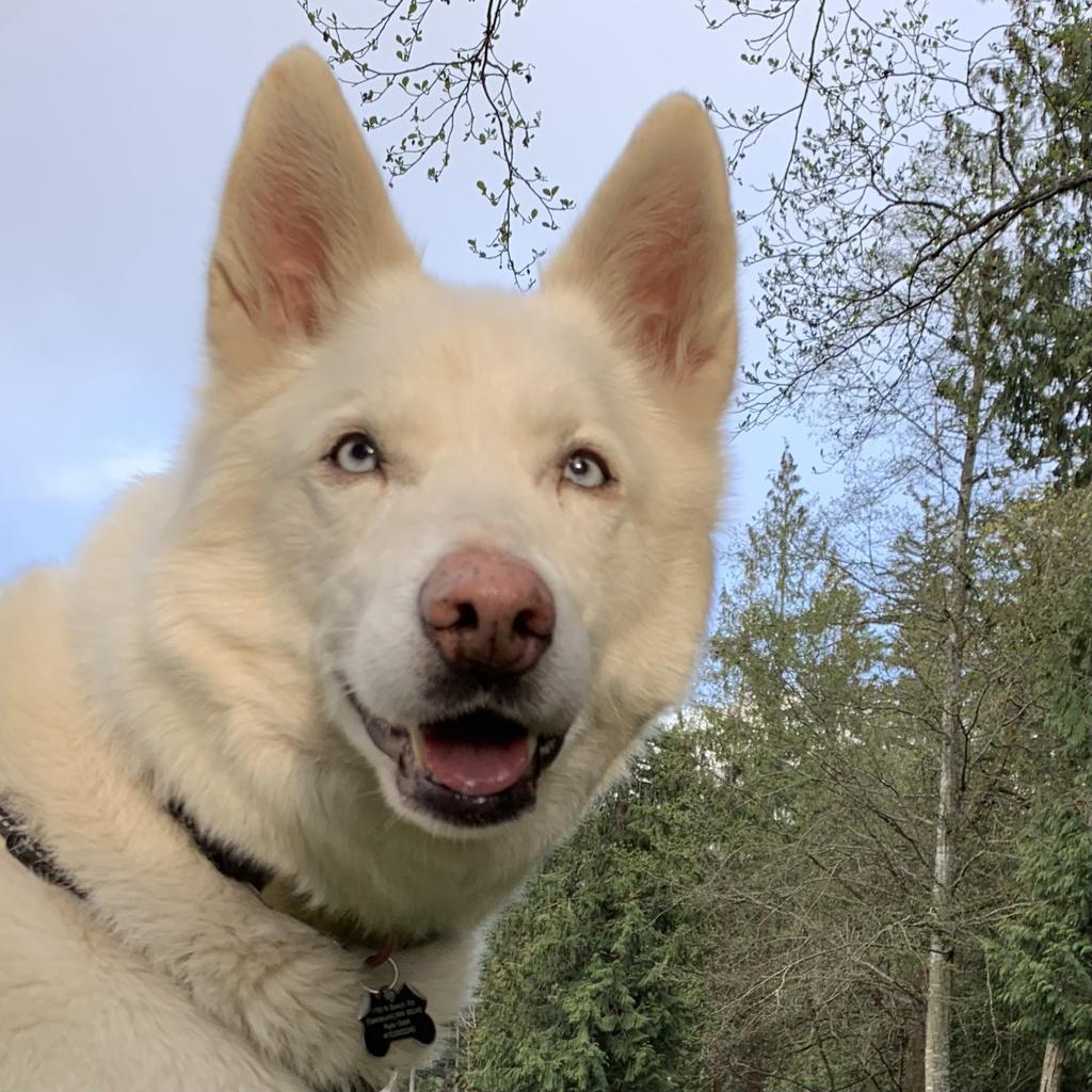 Enlarge Snow, a Adopted mixed breed in Eastsound, WA image 5/6