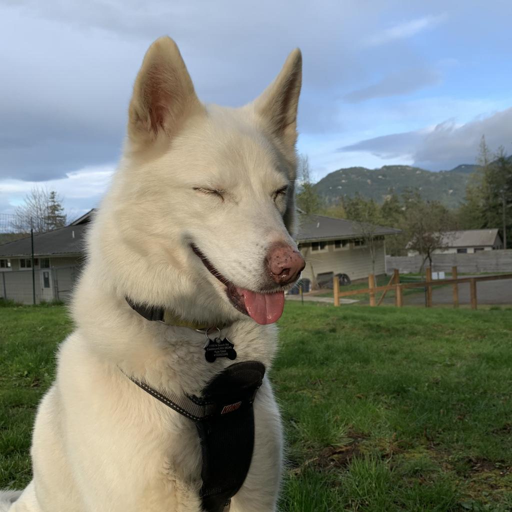 Enlarge Snow, a Adopted mixed breed in Eastsound, WA image 6/6