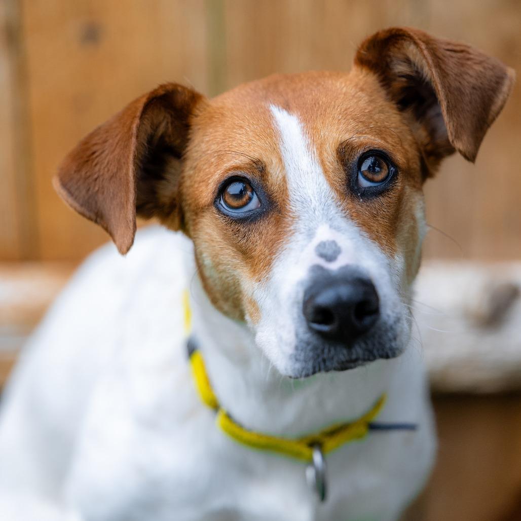 Flower, Adoptable, Young Female Feist.