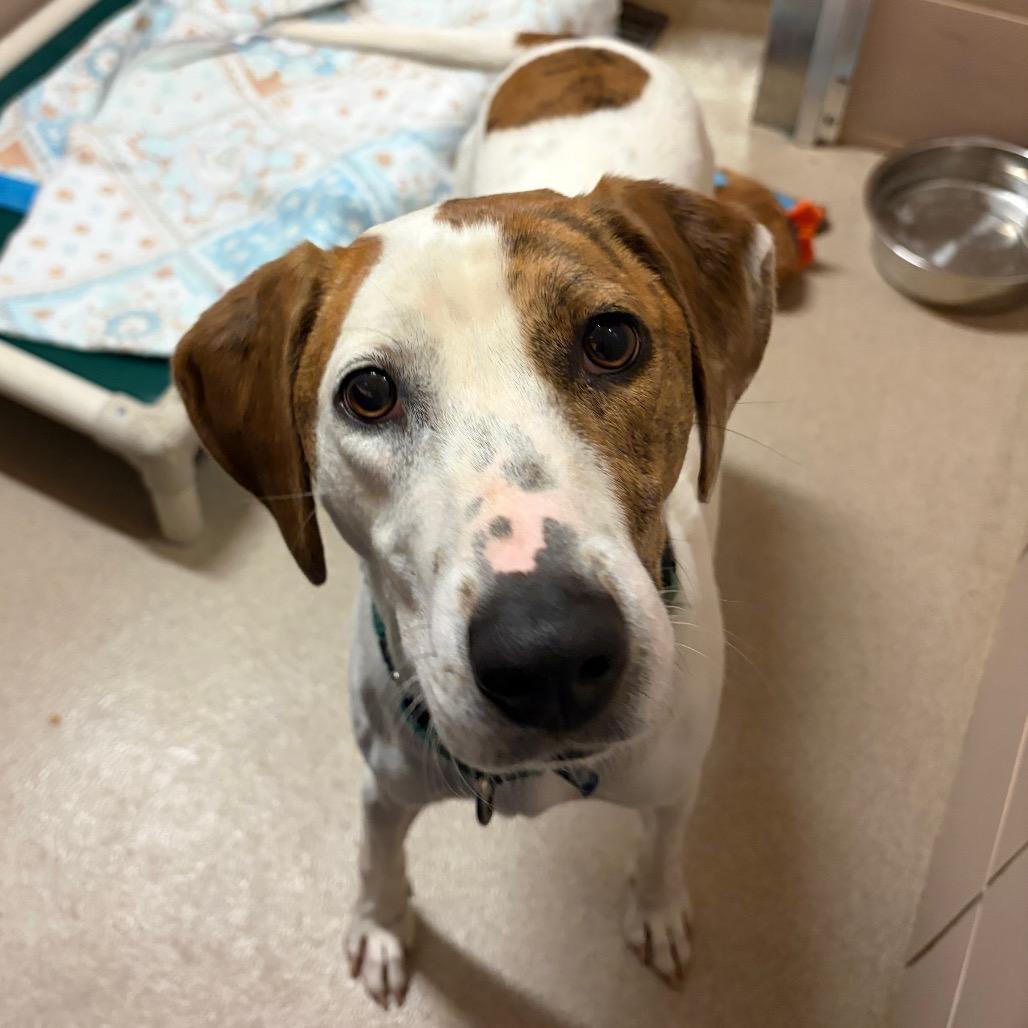 Charlie — thumbnail 2