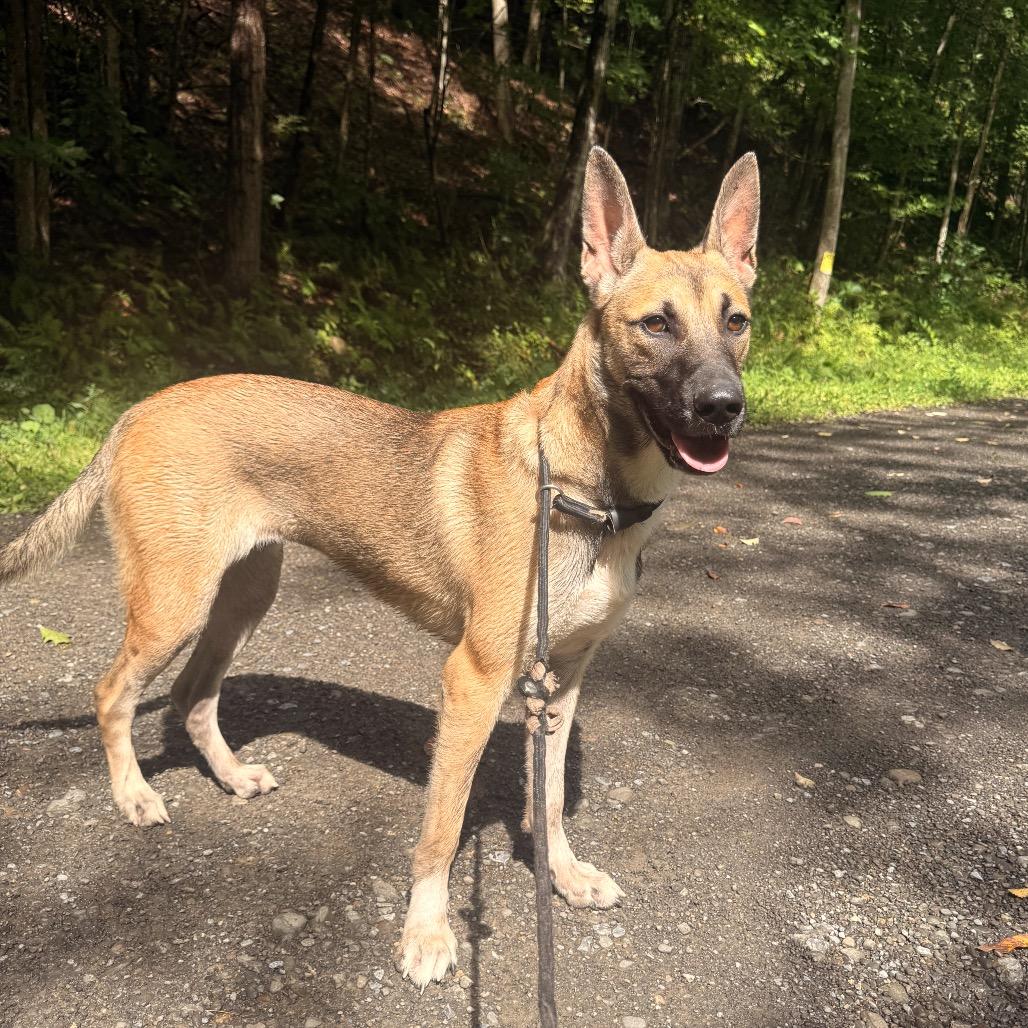 Leela, Adoptable, Young Female Belgian Shepherd / Malinois & German Shepherd Dog.