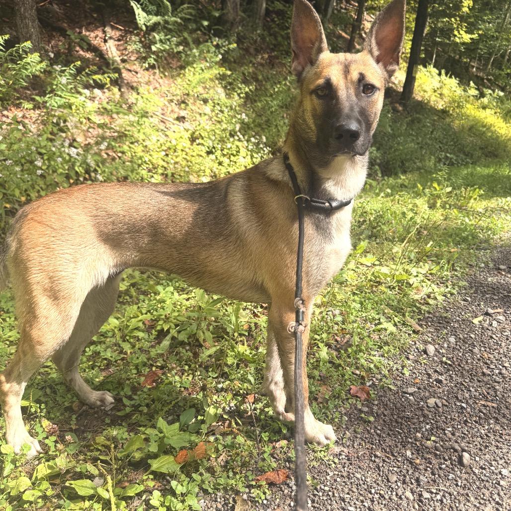 Enlarge Leela, a Adoptable mixed breed in Milford, NY image 2/4