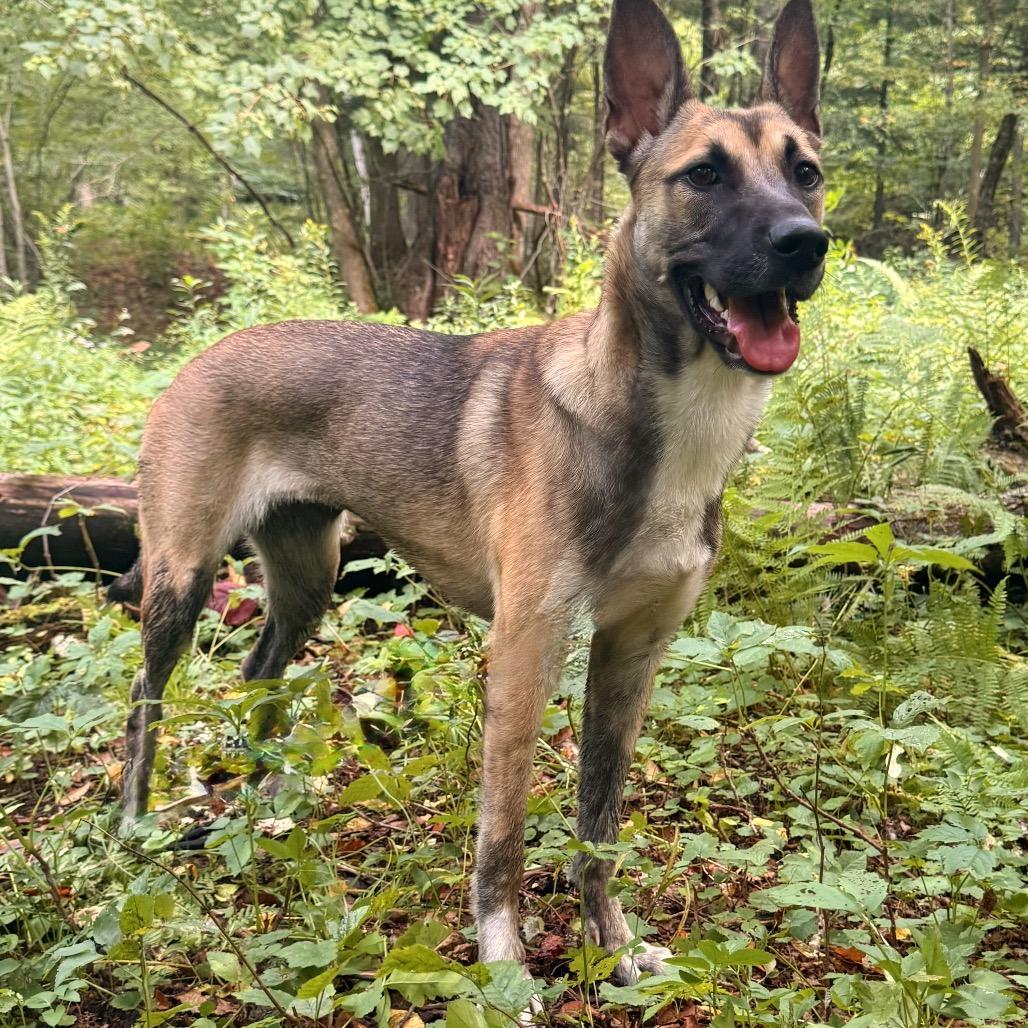 Enlarge Leela, a Adoptable mixed breed in Milford, NY image 3/4