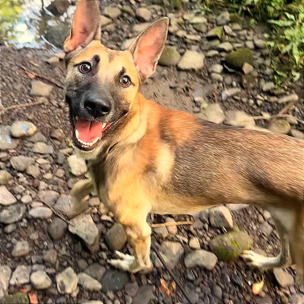 Enlarge Leela, a Adoptable mixed breed in Milford, NY image 4/4