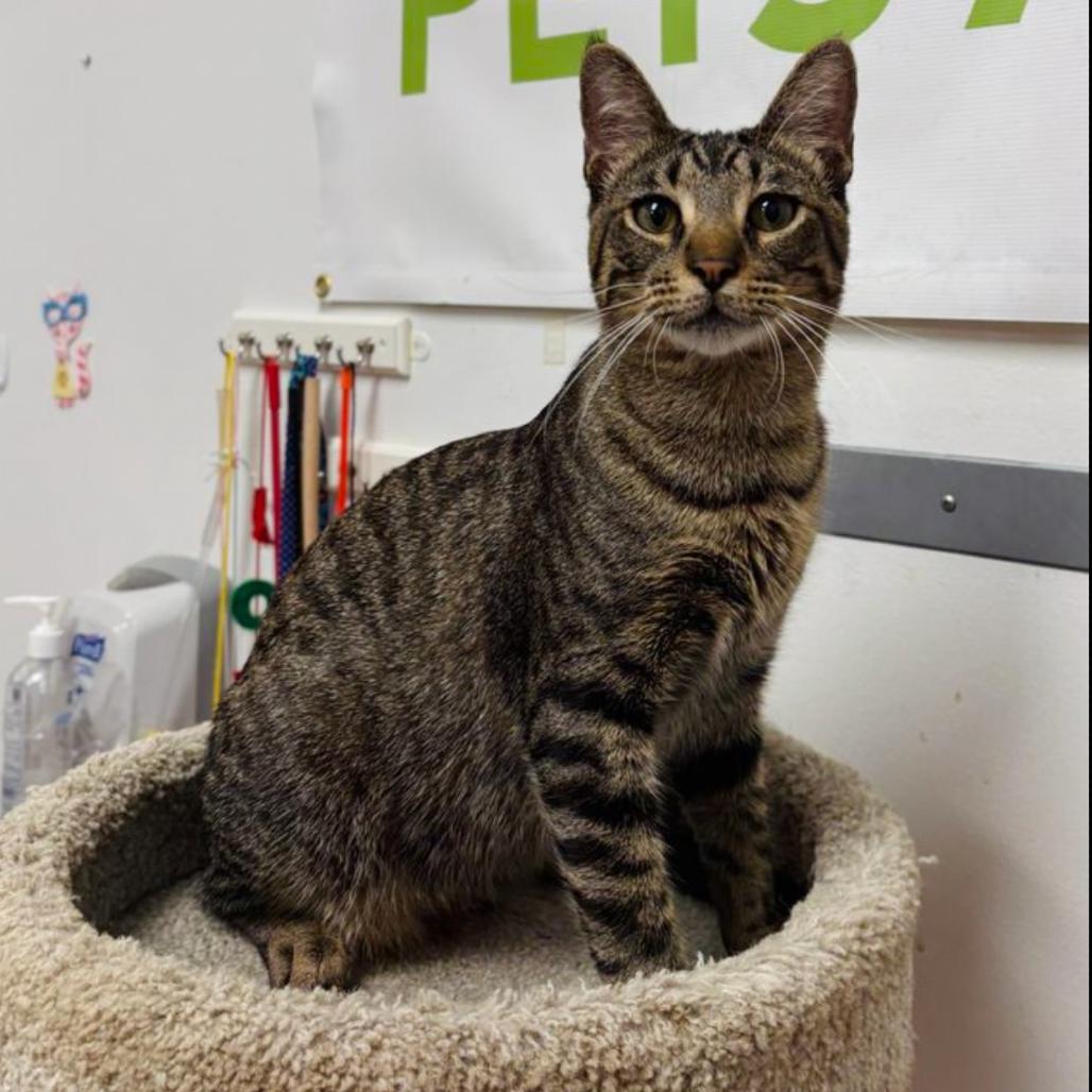 Victor, Adoptable, Young Male Domestic Short Hair.