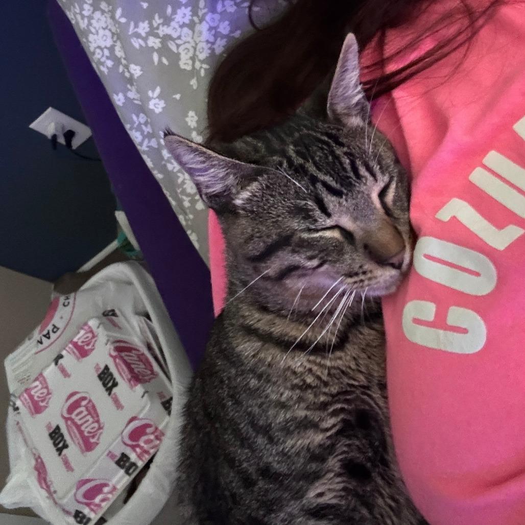 Enlarge Victor, a Adoptable Domestic Short Hair in Houston, TX image 2/6