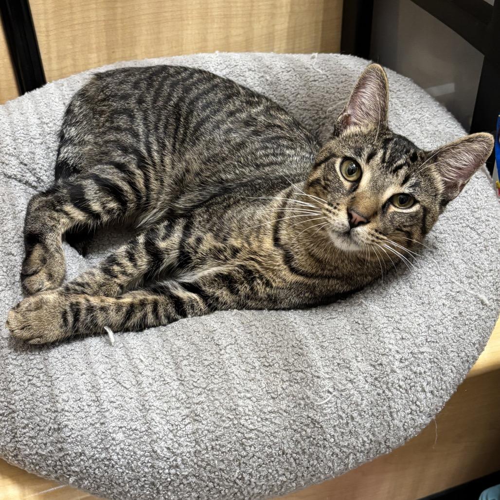 Enlarge Victor, a Adoptable Domestic Short Hair in Houston, TX image 3/6