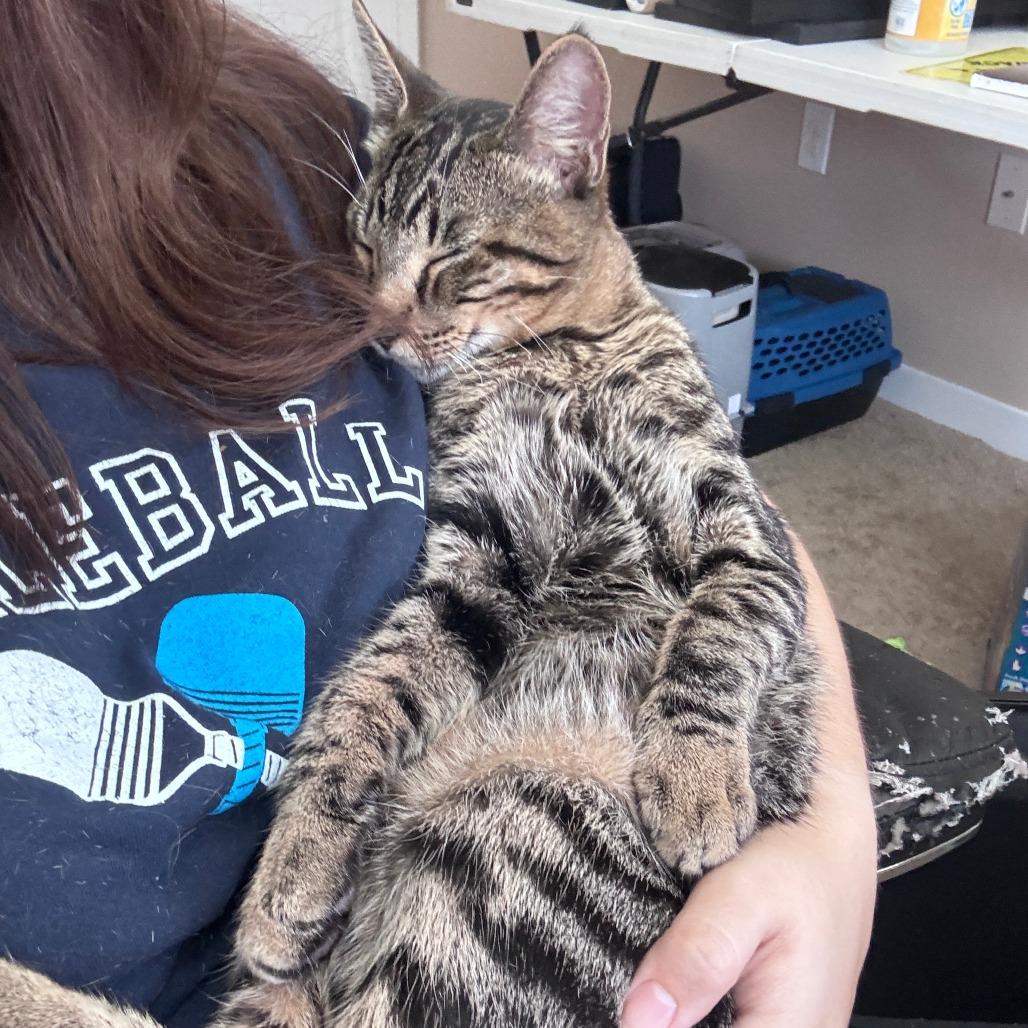 Enlarge Victor, a Adoptable Domestic Short Hair in Houston, TX image 4/6