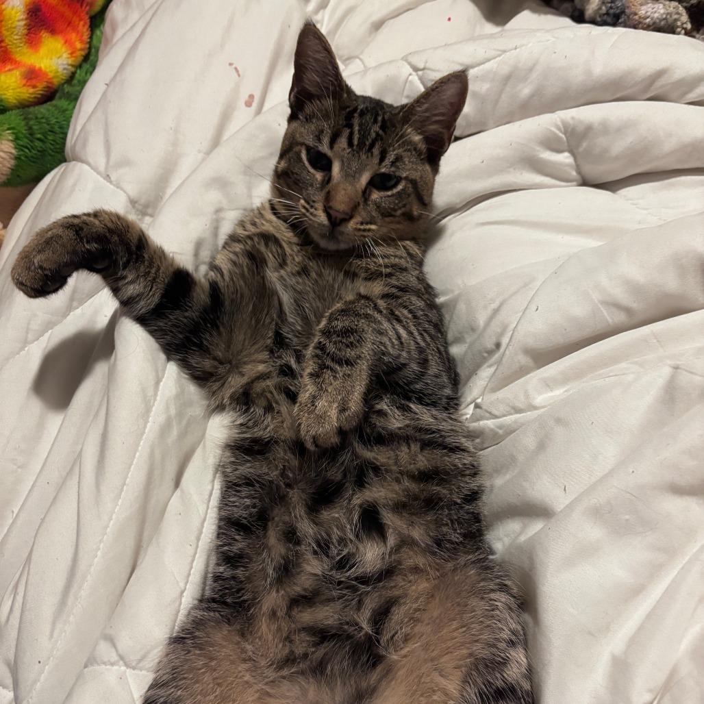 Enlarge Victor, a Adoptable Domestic Short Hair in Houston, TX image 5/6