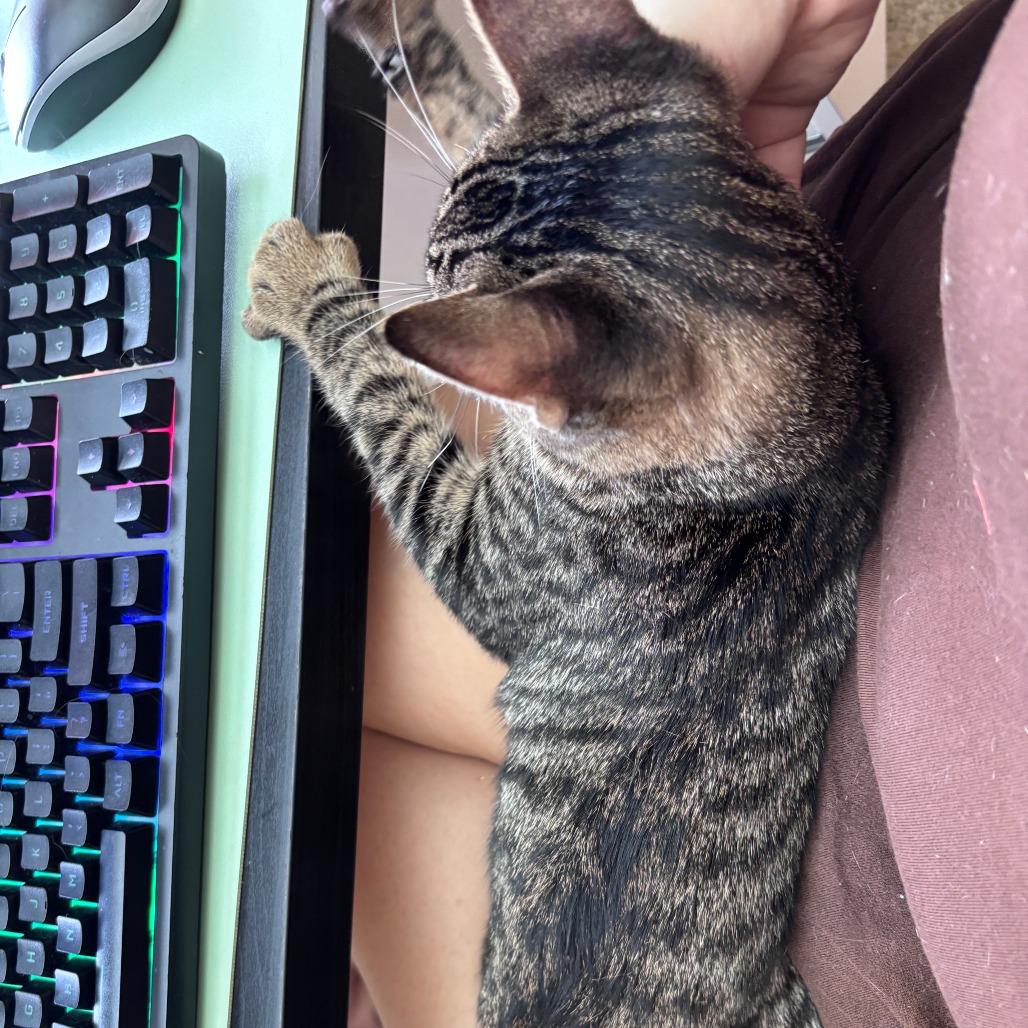 Enlarge Victor, a Adoptable Domestic Short Hair in Houston, TX image 6/6