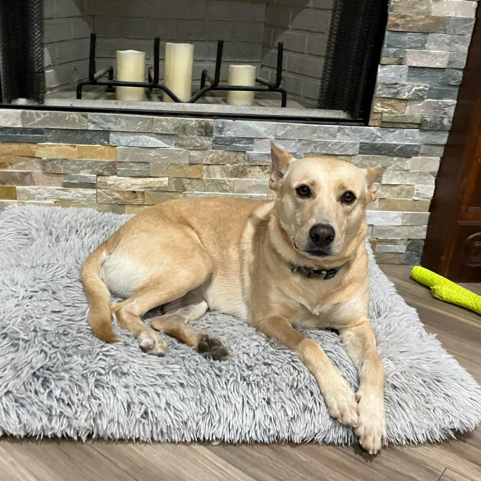 Enlarge Maddie, a Adoptable mixed breed in Springfield, OR image 1/6