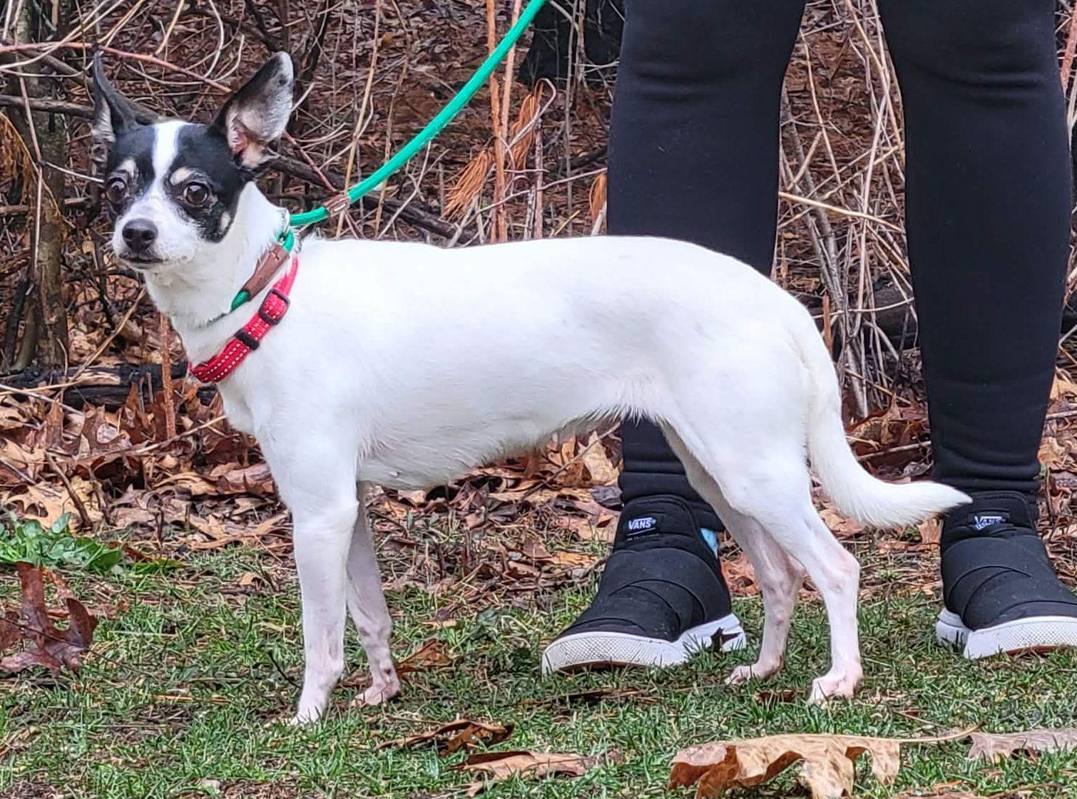 Enlarge Zoey, a ADOPTABLE mixed breed in Portage, WI image 3/3