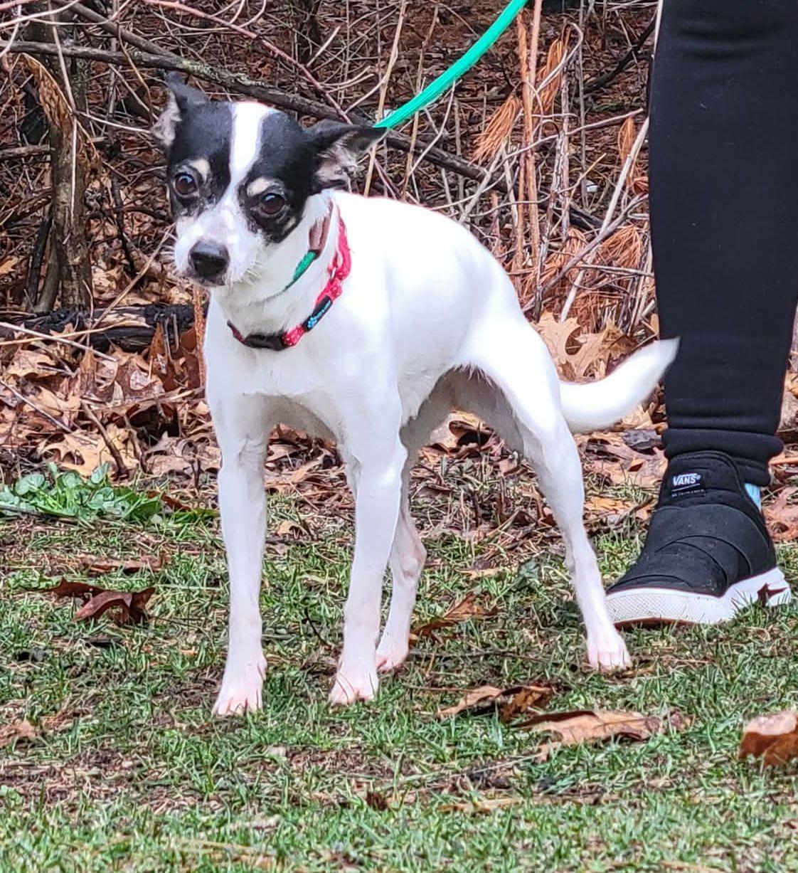 Enlarge Zoey, a ADOPTABLE mixed breed in Portage, WI image 2/3