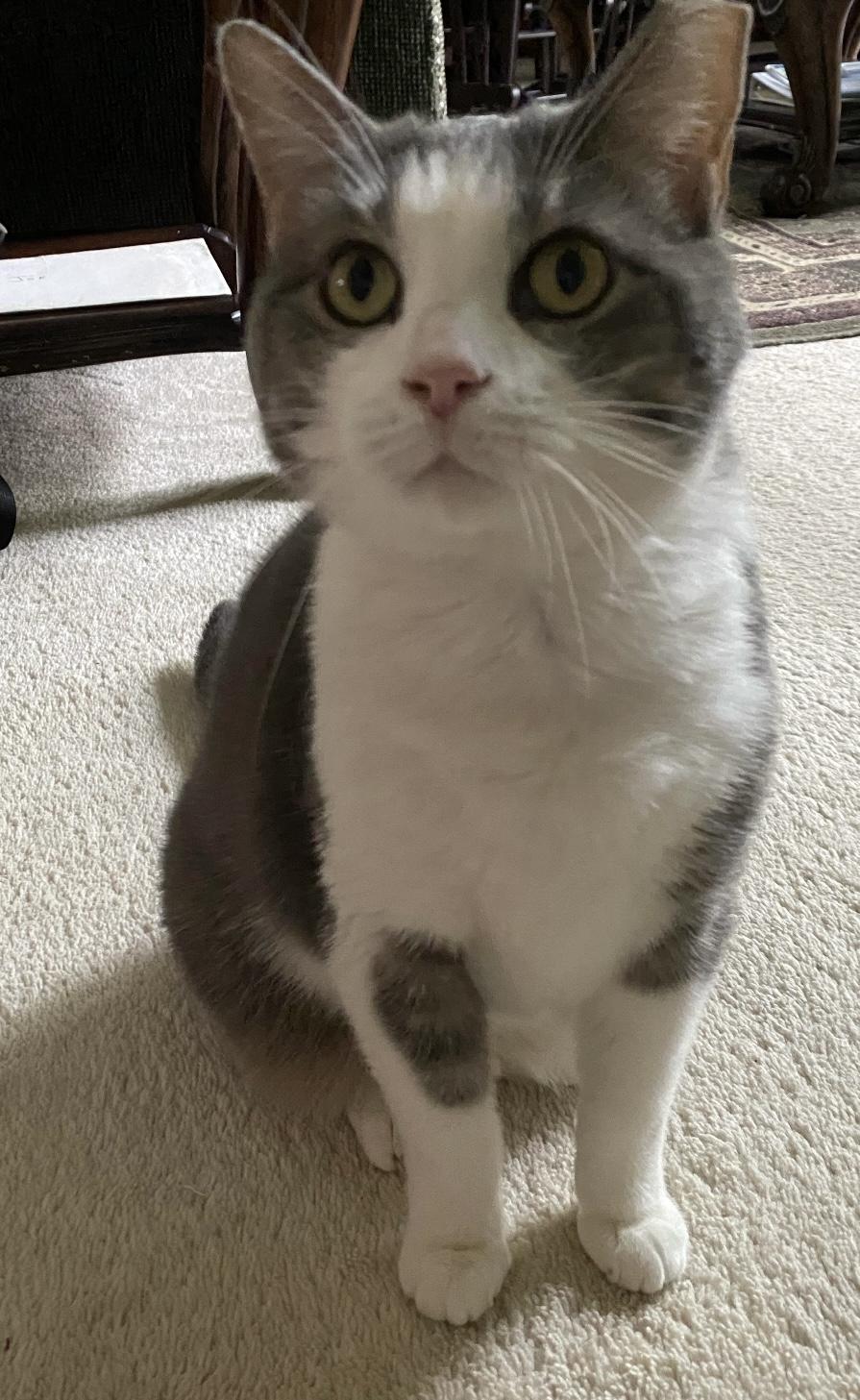 Enlarge Tinsel, a Adoptable Domestic Short Hair in CANONSBURG, PA image 1/6