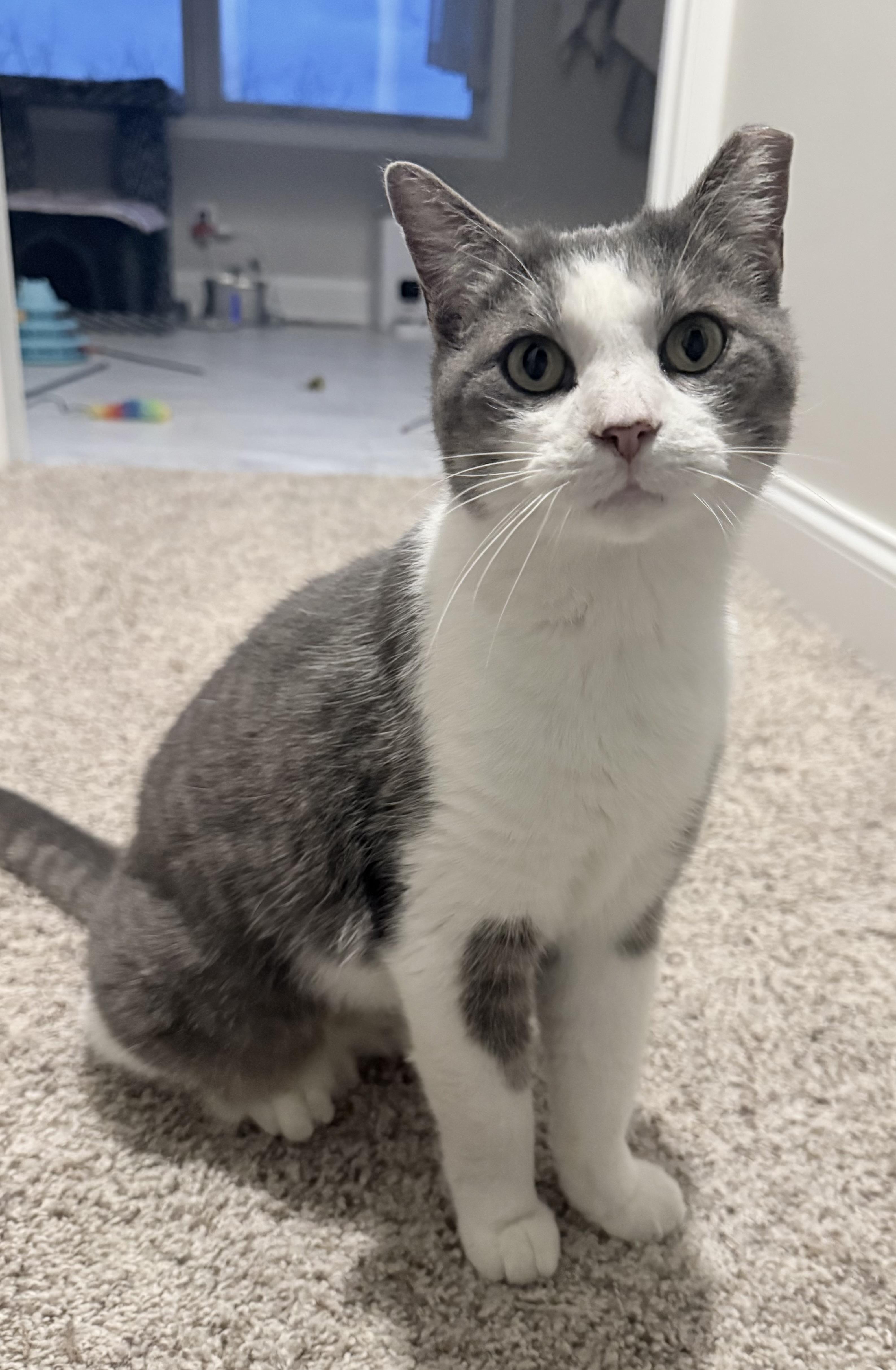 Enlarge Tinsel, a Adoptable Domestic Short Hair in CANONSBURG, PA image 1/4