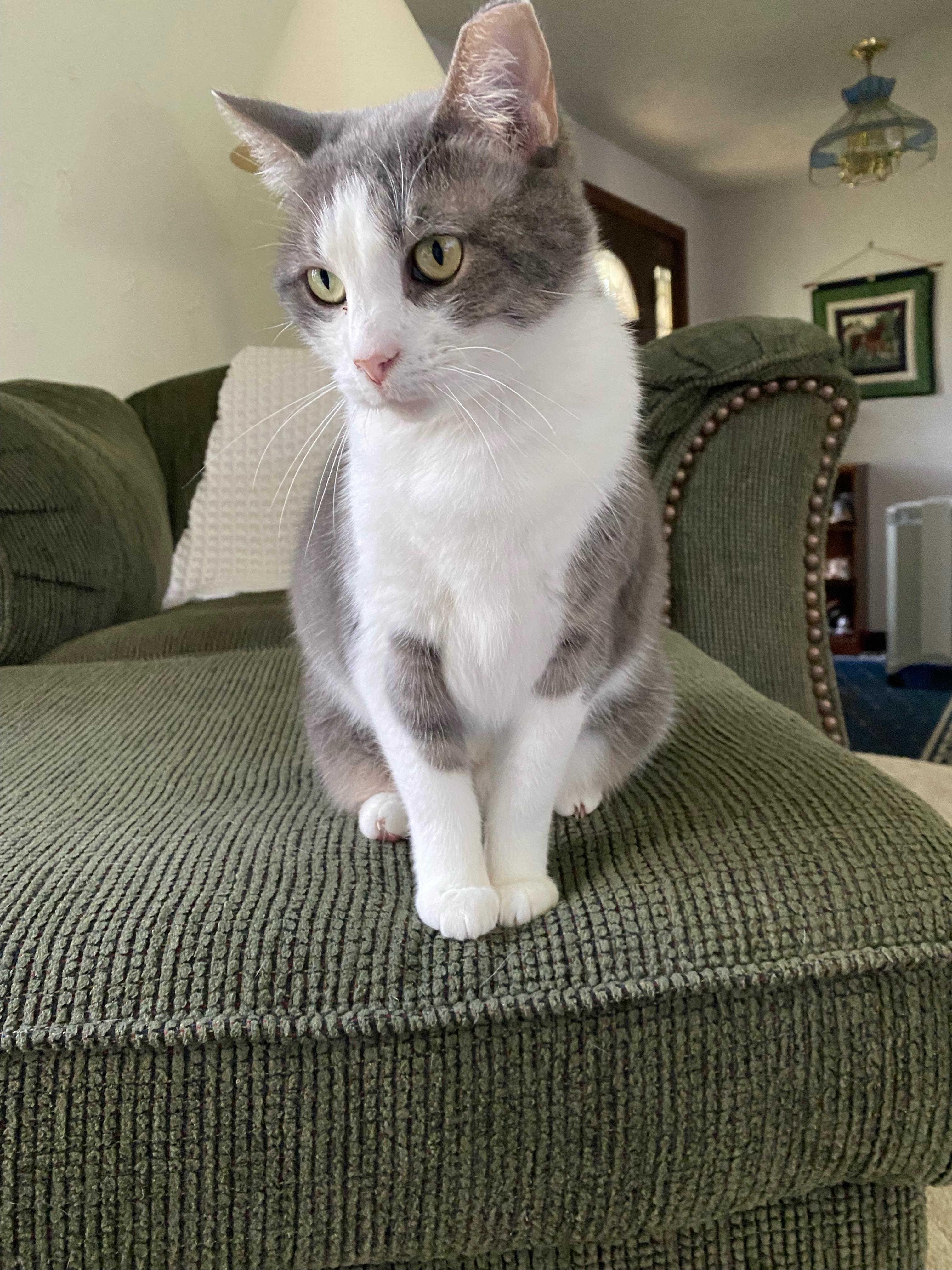 Tinsel, a Adoptable Domestic Short Hair in CANONSBURG, PA image 6/6