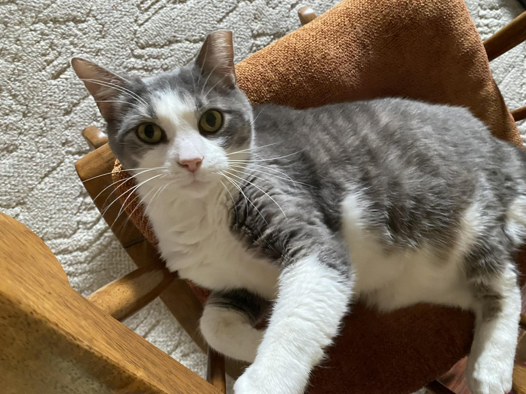 Enlarge Tinsel, a Adoptable Domestic Short Hair in CANONSBURG, PA image 6/6