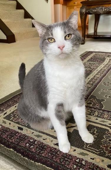 Tinsel, Adoptable, Young Female Domestic Short Hair.