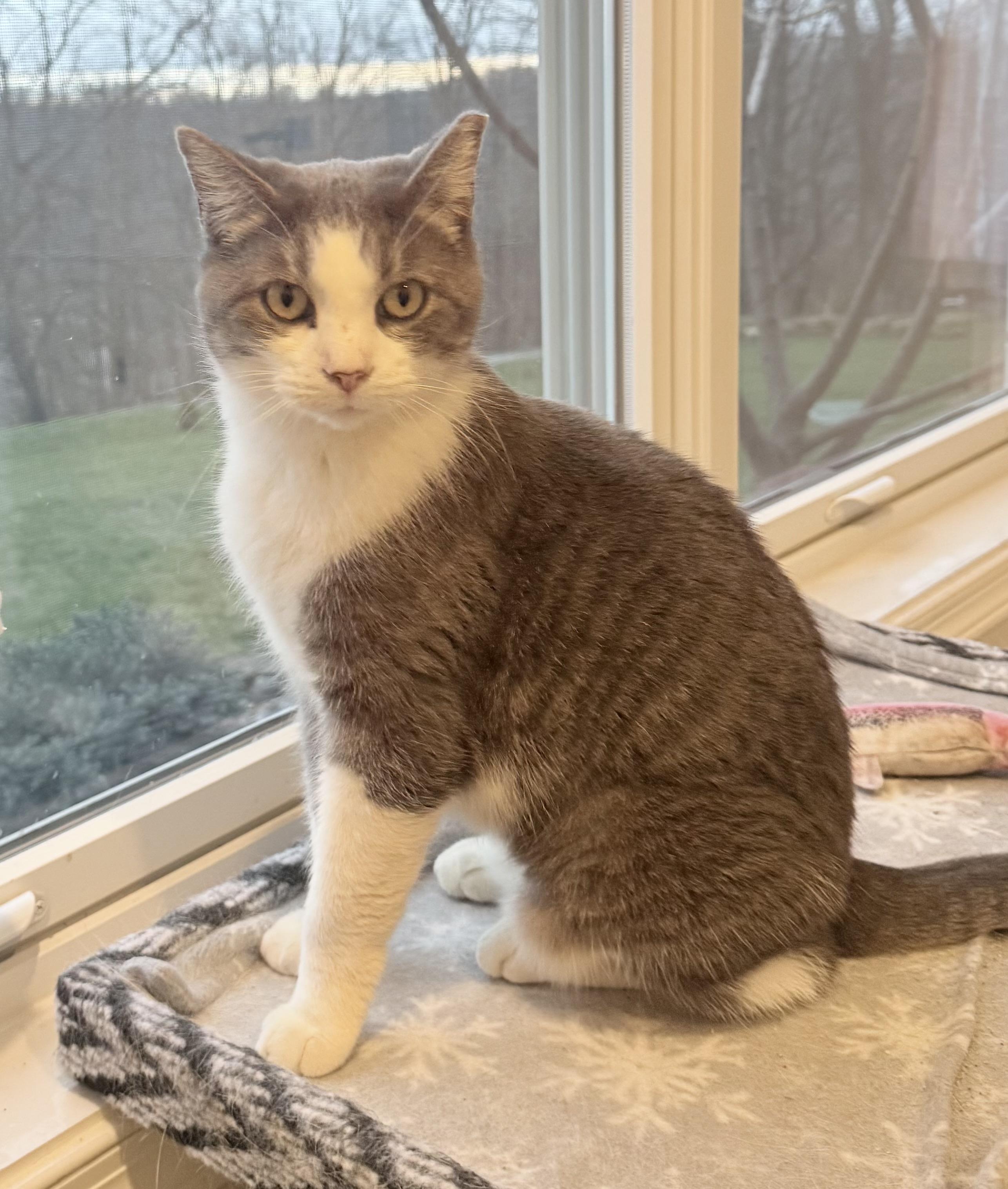 Enlarge Tinsel, a Adoptable Domestic Short Hair in CANONSBURG, PA image 3/4