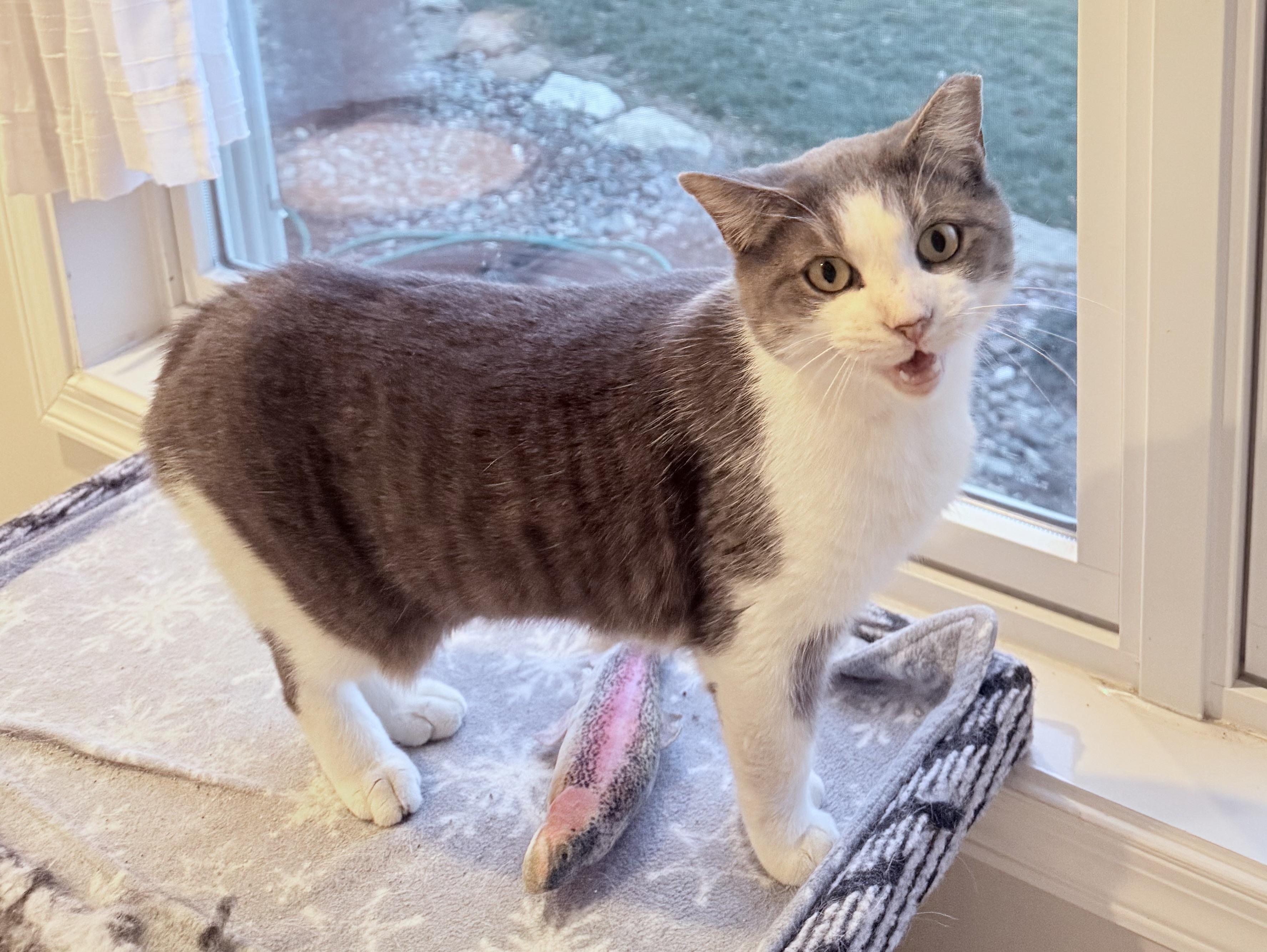 Enlarge Tinsel, a Adoptable Domestic Short Hair in CANONSBURG, PA image 4/4