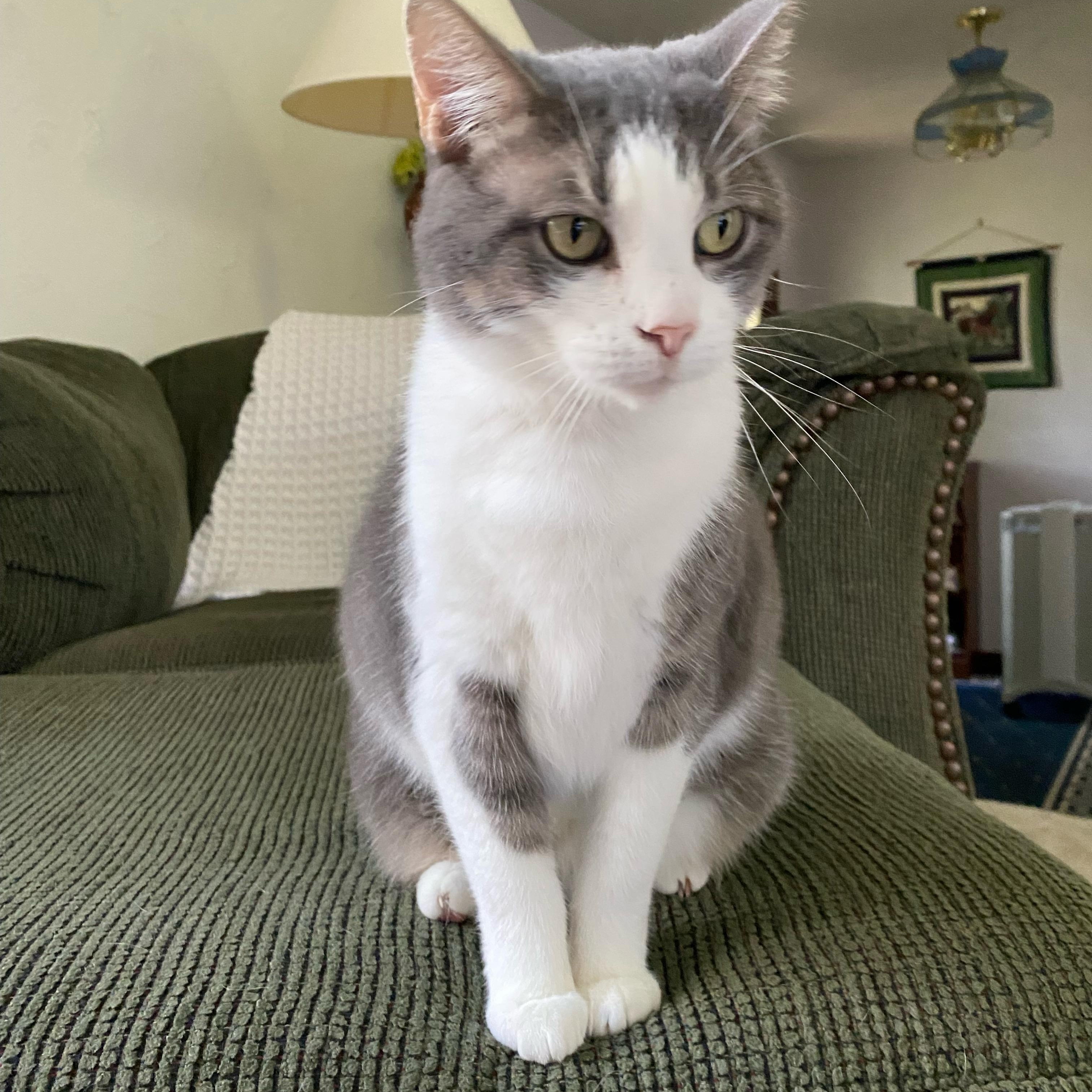 Tinsel, Adoptable, Young Female Domestic Short Hair.