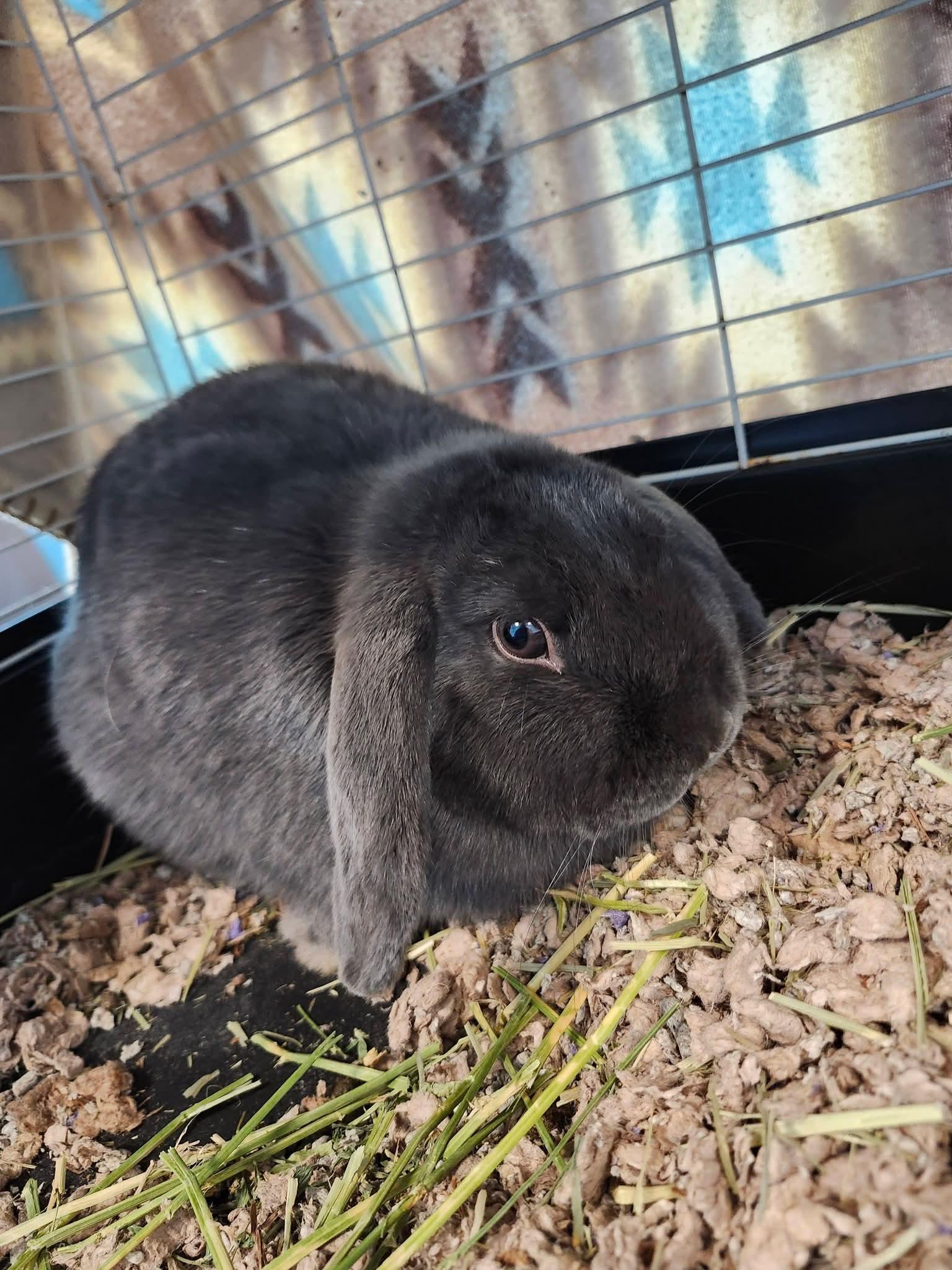 Jade, an adopted mixed breed in Frankfort, KY image 2/2