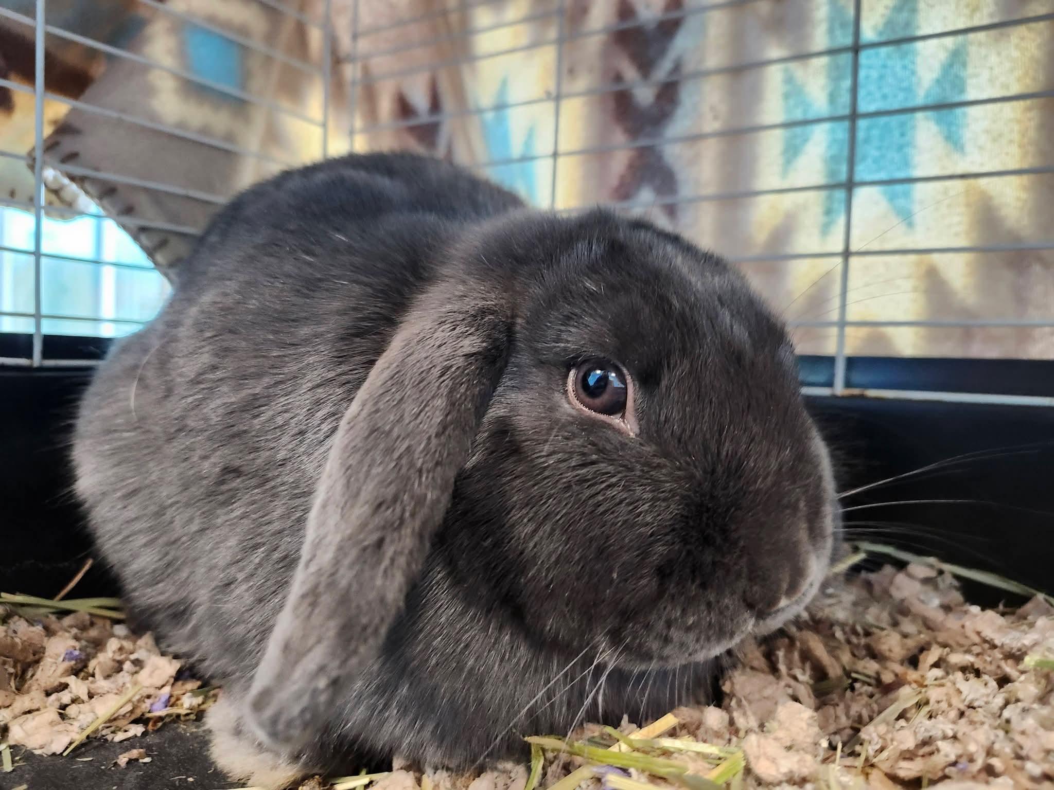 Jade, adopted, Young Female Holland Lop & Mini Lop.