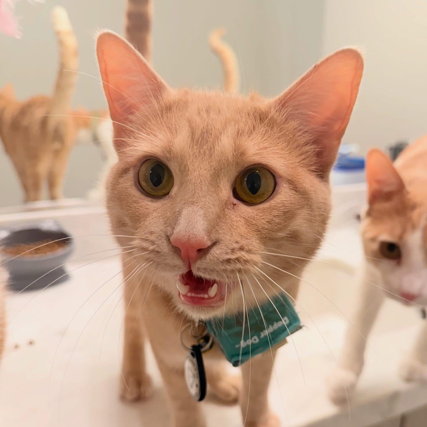 Luis Miguel, ADOPTABLE, Adult Male Tabby.