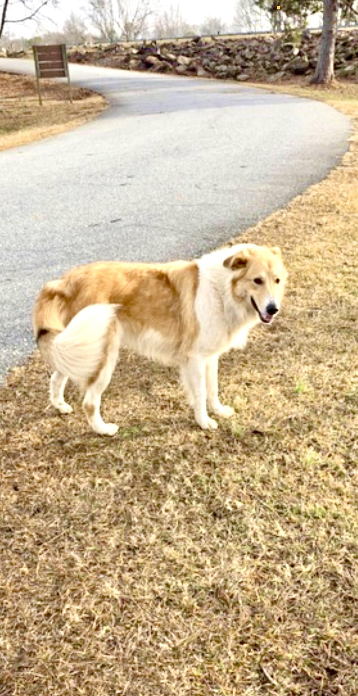 Enlarge Pebbles, an adopted Collie in Hartwell, GA image 1/2