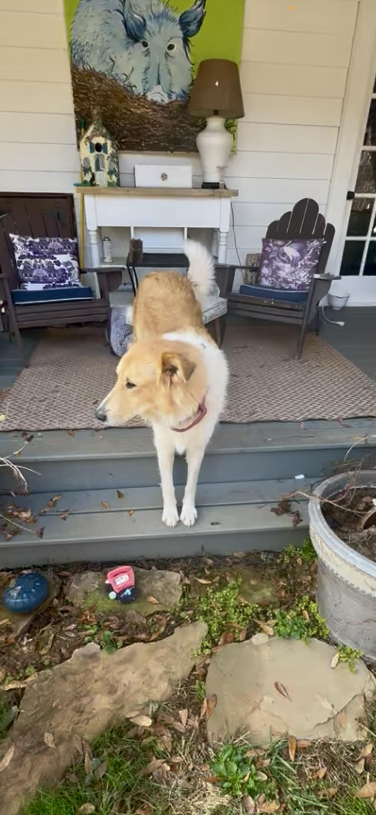 Enlarge Pebbles, an adopted Collie in Hartwell, GA image 2/2