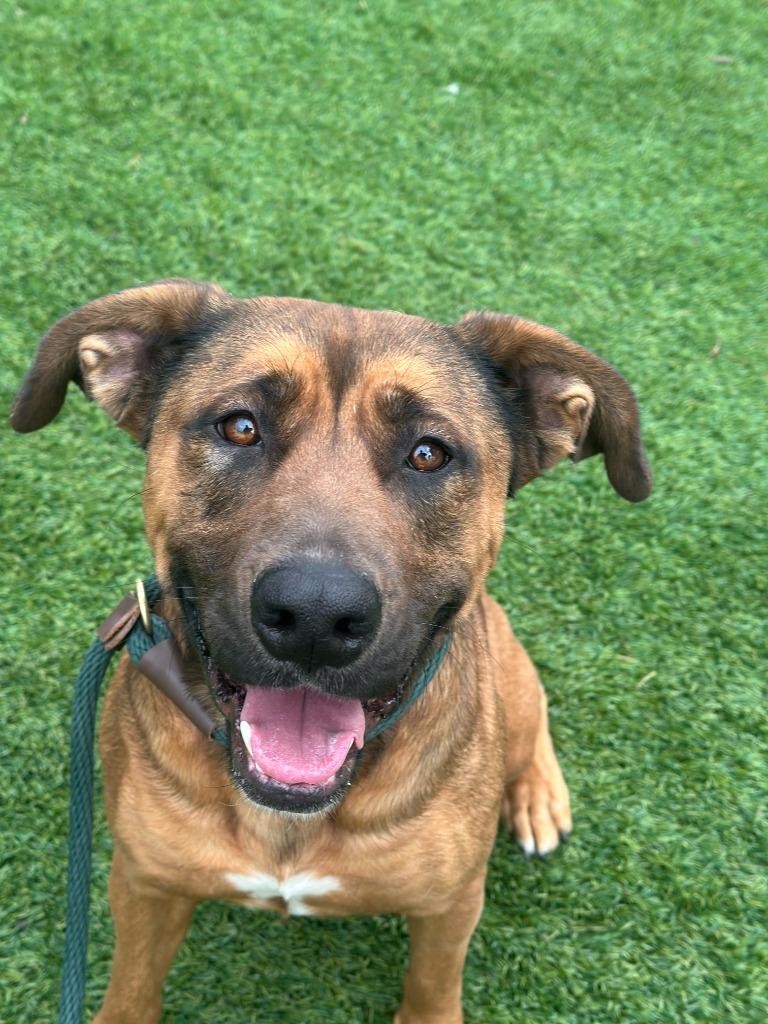 Scarlett Johansson, Adoptable, Young Female Shepherd.