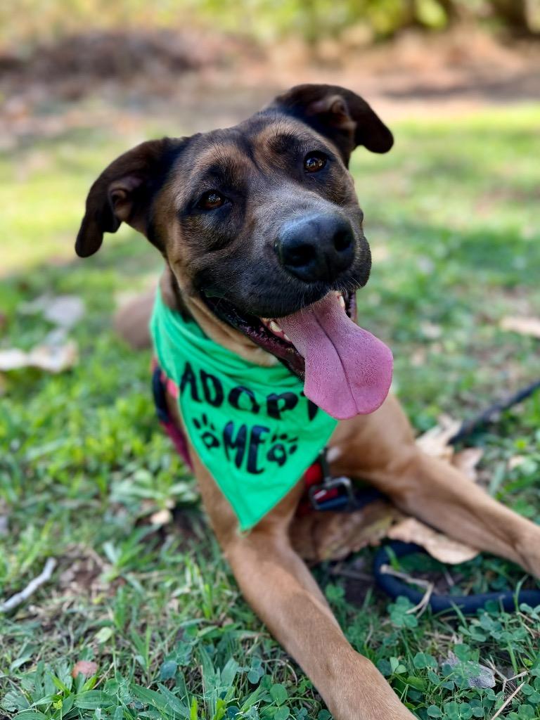 Enlarge Scarlett Johansson, a Adoptable Shepherd in Chico, CA image 1/4